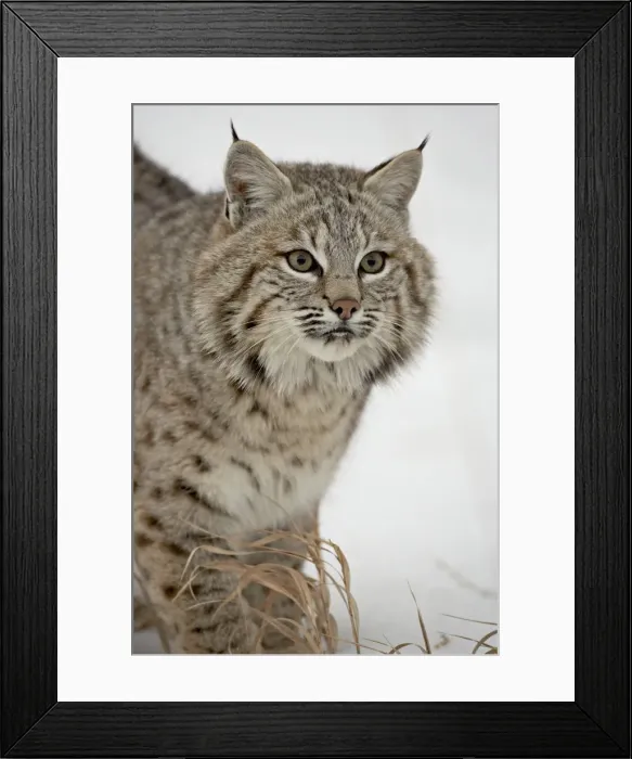 Framed Print : Bobcat (Lynx rufus) in snow in captivity, near Bozeman, Montana, United States of America Framed Print : Bobcat (Lynx rufus) in snow in captivity, near Bozeman, Montana, United States of America