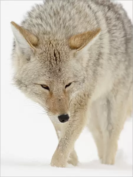 Coyote (Canis latrans) in snow, Yellowstone National Park, Wyoming, United States of America