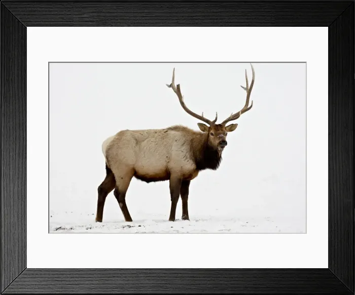 Framed Print : Bull Elk (Cervus canadensis) in snow, Yellowstone National Park, Wyoming Framed Print : Bull Elk (Cervus canadensis) in snow, Yellowstone National Park, Wyoming