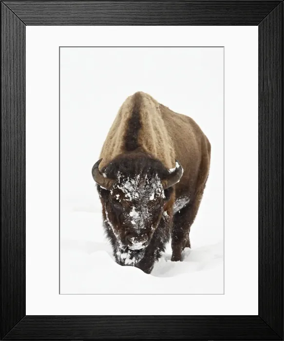 Framed Print : Bison (Bison bison) in snow, Yellowstone National Park, Wyoming, United States of America Framed Print : Bison (Bison bison) in snow, Yellowstone National Park, Wyoming, United States of America