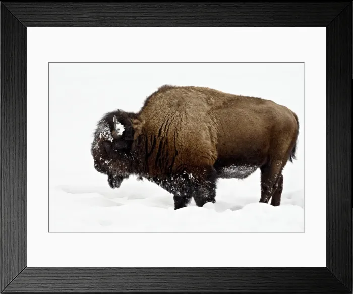 Framed Print : Bison (Bison bison) in snow, Yellowstone National Park, Wyoming, United States of America Framed Print : Bison (Bison bison) in snow, Yellowstone National Park, Wyoming, United States of America