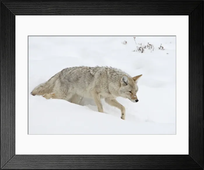 Framed Print : Coyote (Canis latrans) in snow, Yellowstone National Park, Wyoming, United States of America Framed Print : Coyote (Canis latrans) in snow, Yellowstone National Park, Wyoming, United States of America