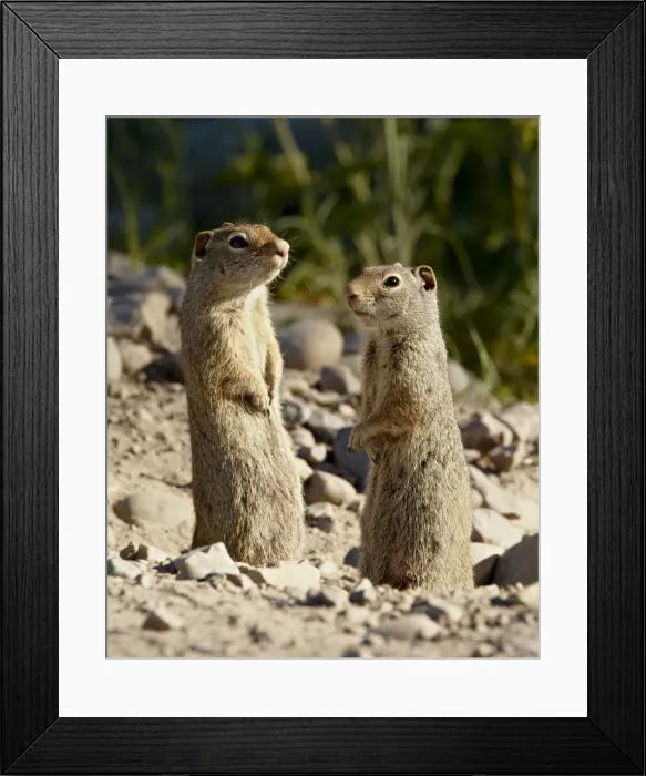 Framed Print : Two Richardson Ground Squirrel (Citellus richardsoni), Grand Teton National Park Framed Print : Two Richardson Ground Squirrel (Citellus richardsoni), Grand Teton National Park