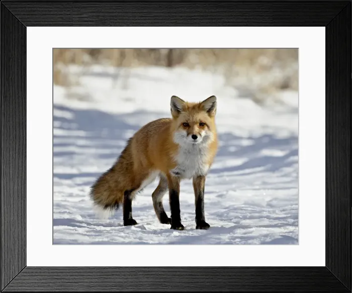 Framed Print : Red Fox (Vulpes vulpes or Vulpes fulva) in the snow, Prospect Park, Wheatridge Framed Print : Red Fox (Vulpes vulpes or Vulpes fulva) in the snow, Prospect Park, Wheatridge