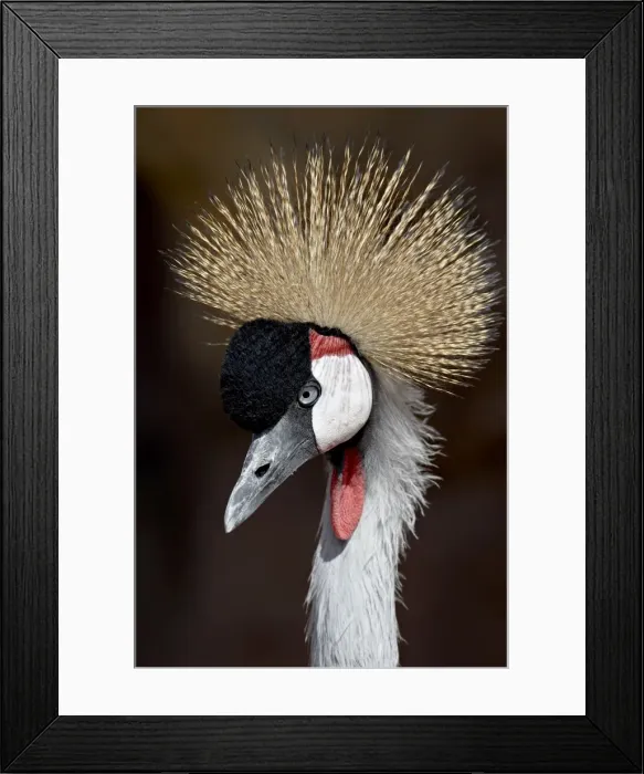 Framed Print : Grey Crowned Crane (Southern Crowned Cran) (Balearica regulorum) in captivity Framed Print : Grey Crowned Crane (Southern Crowned Cran) (Balearica regulorum) in captivity