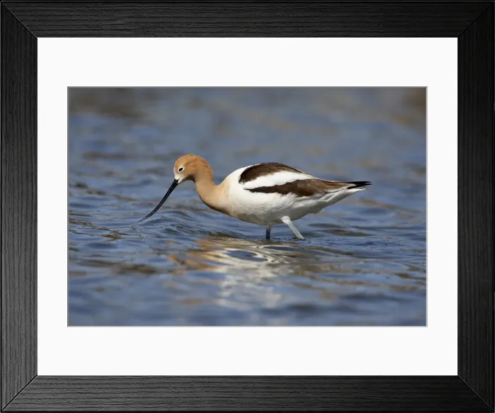 Framed Print : American Avocet (Recurvirostra americana), Belmar Historic Park, Lakewood Framed Print : American Avocet (Recurvirostra americana), Belmar Historic Park, Lakewood
