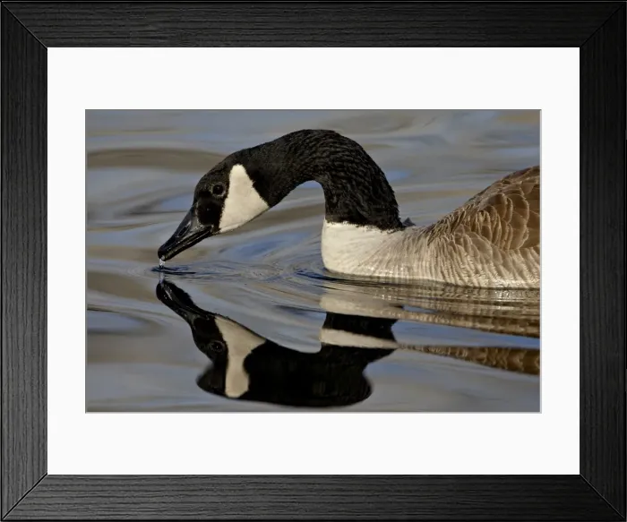 Framed Print : Canada Goose (Branta canadensis) with reflection while swimming and drinking Framed Print : Canada Goose (Branta canadensis) with reflection while swimming and drinking