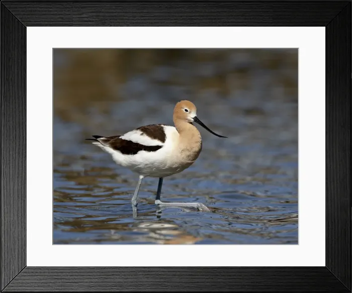 Framed Print : American Avocet (Recurvirostra americana), Belmar Historic Park, Lakewood Framed Print : American Avocet (Recurvirostra americana), Belmar Historic Park, Lakewood