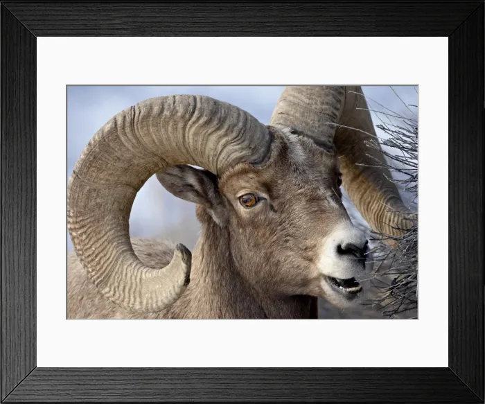 Framed Print : Bighorn Sheep (Ovis canadensis) ram feeding, Yellowstone National Park Framed Print : Bighorn Sheep (Ovis canadensis) ram feeding, Yellowstone National Park