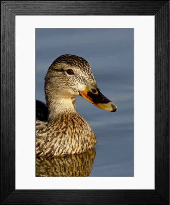 Framed Print : Female Mallard (Anas platyrhynchos) swimming, Sterne Park, Littleton, Colorado Framed Print : Female Mallard (Anas platyrhynchos) swimming, Sterne Park, Littleton, Colorado