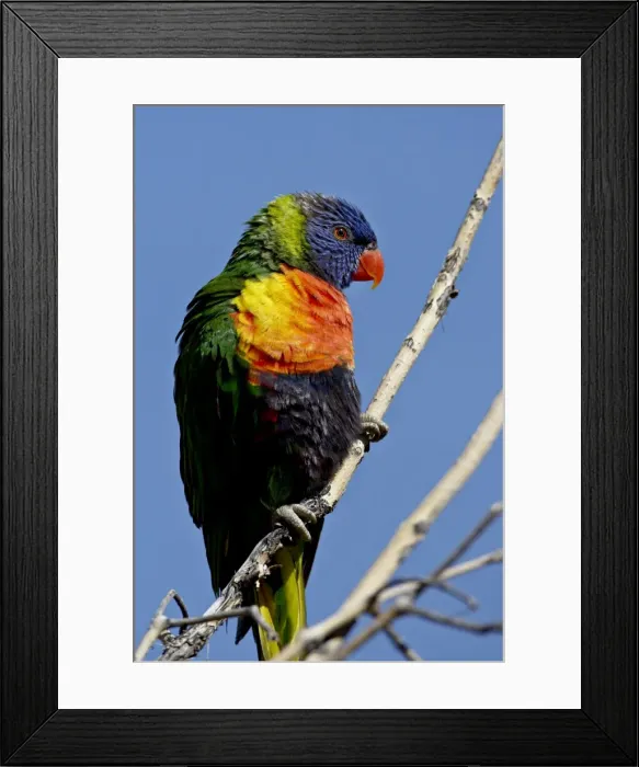 Framed Print : Green-Naped Lorikeet (Trichoglossus haematodus haematodus) in captivity Framed Print : Green-Naped Lorikeet (Trichoglossus haematodus haematodus) in captivity