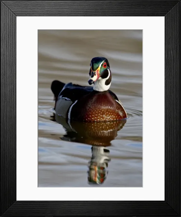 Framed Print : Wood Duck (Aix sponsa) drake swimming, Sterne Park, Littleton, Colorado