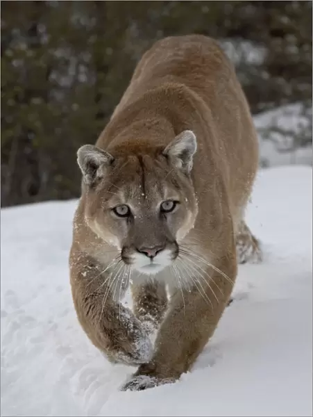 Mountain Lion (Cougar) (Felis concolor) in snow in captivity, near Bozeman