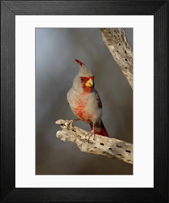 Framed Print : Male pyrrhuloxia (Cardinalis sinuatus), The Pond, Amado, Arizona, United States of America Framed Print : Male pyrrhuloxia (Cardinalis sinuatus), The Pond, Amado, Arizona, United States of America