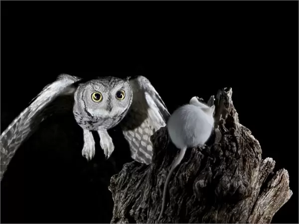 Western screech-owl (Megascops kennicottii) in flight, The Pond, Amado
