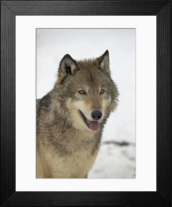 Framed Print : Gray Wolf (Canis lupus) in snow in captivity, near Bozeman, Montana, United States of America, North Framed Print : Gray Wolf (Canis lupus) in snow in captivity, near Bozeman, Montana, United States of America, North