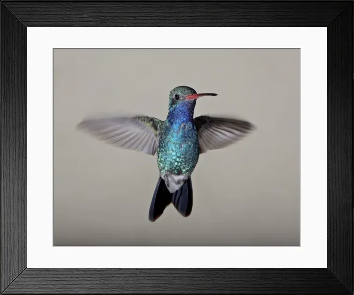 Framed Print : Male broad-billed hummingbird (Cynanthus latirostris) in flight, Madera Canyon Framed Print : Male broad-billed hummingbird (Cynanthus latirostris) in flight, Madera Canyon