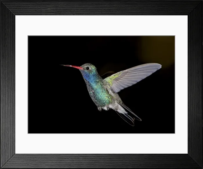 Framed Print : Male broad-billed hummingbird (Cynanthus latirostris) in flight, Madera Canyon Framed Print : Male broad-billed hummingbird (Cynanthus latirostris) in flight, Madera Canyon