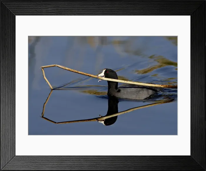 Framed Print : American coot (Fulica americana) with nesting material, Sweetwater Wetlands Framed Print : American coot (Fulica americana) with nesting material, Sweetwater Wetlands