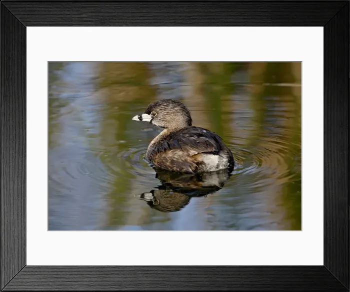 Framed Print : Pied-billed grebe (Podilymbus podiceps), Sweetwater Wetlands, Tucson, Arizona Framed Print : Pied-billed grebe (Podilymbus podiceps), Sweetwater Wetlands, Tucson, Arizona