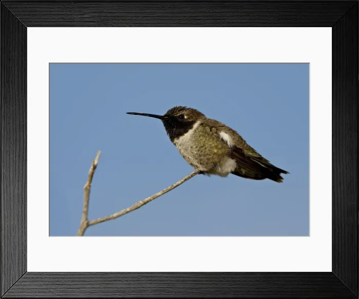 Framed Print : Male black-chinned hummingbird (Archilochus alexandri), Sweetwater Wetlands Framed Print : Male black-chinned hummingbird (Archilochus alexandri), Sweetwater Wetlands