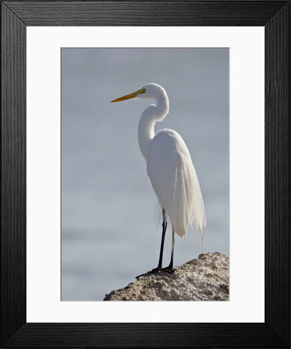 Framed Print : Great egret (Ardea alba) in breeding plumage, Sonny Bono Salton Sea National Wildlife Refuge Framed Print : Great egret (Ardea alba) in breeding plumage, Sonny Bono Salton Sea National Wildlife Refuge
