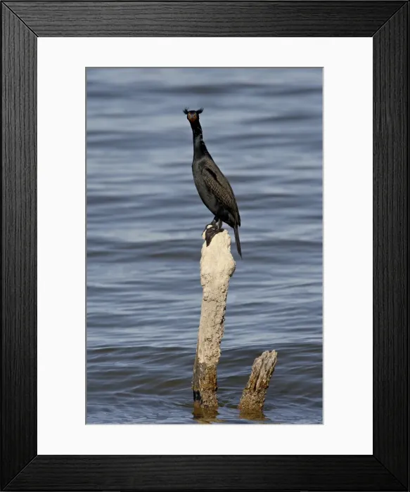 Framed Print : Double-crested cormorant (Phalacrocorax auritus) in breeding plumage, Sonny Bono Salton Sea National Wildlife Refuge, California, United States of America Framed Print : Double-crested cormorant (Phalacrocorax auritus) in breeding plumage, Sonny Bono Salton Sea National Wildlife Refuge, California, United States of America