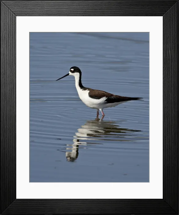 Framed Print : Black-necked stilt (Himantopus mexicanus), Sonny Bono Salton Sea National Wildlife Refuge Framed Print : Black-necked stilt (Himantopus mexicanus), Sonny Bono Salton Sea National Wildlife Refuge