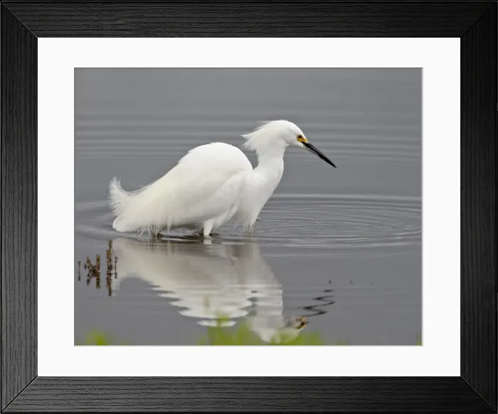 Framed Print : Snowy egret (Egretta thula) wading, San Jacinto Wildlife Area, California Framed Print : Snowy egret (Egretta thula) wading, San Jacinto Wildlife Area, California