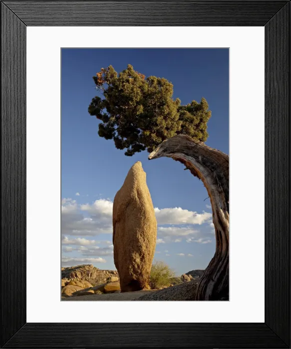 Framed Print : Juniper and boulder, Joshua Tree National Park, California, United States of America Framed Print : Juniper and boulder, Joshua Tree National Park, California, United States of America