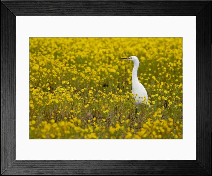Framed Print : Snowy egret (Egretta thula) among goldfields (Lasthenia chrysostoma), San Jacinto Wildlife Area Framed Print : Snowy egret (Egretta thula) among goldfields (Lasthenia chrysostoma), San Jacinto Wildlife Area