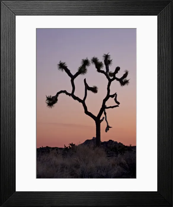 Framed Print : Joshua tree at dawn, Joshua Tree National Park, California, United States of America Framed Print : Joshua tree at dawn, Joshua Tree National Park, California, United States of America