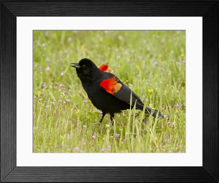 Framed Print : Male red-winged blackbird (Agelaius phoeniceus) displaying, San Jacinto Wildlife Area Framed Print : Male red-winged blackbird (Agelaius phoeniceus) displaying, San Jacinto Wildlife Area