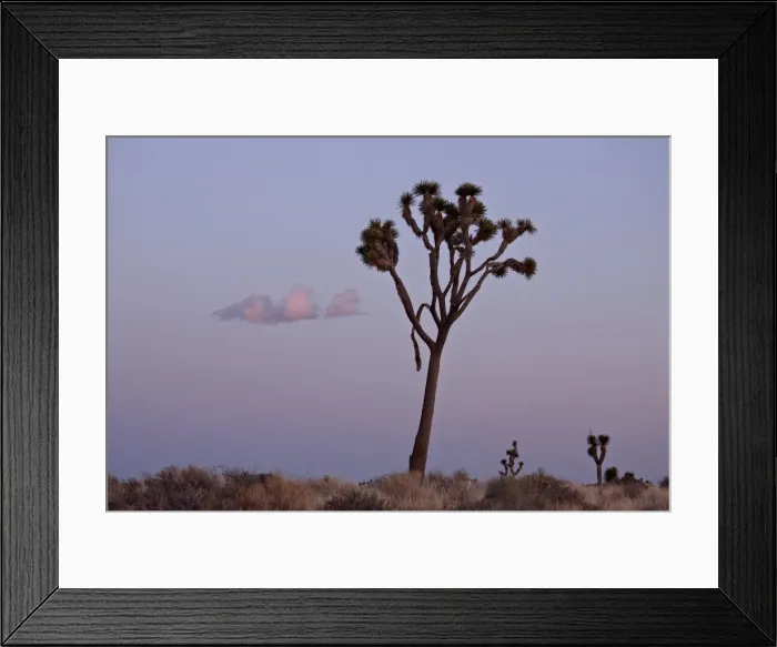 Framed Print : Joshua tree at dusk, Joshua Tree National Park, California, United States of America Framed Print : Joshua tree at dusk, Joshua Tree National Park, California, United States of America
