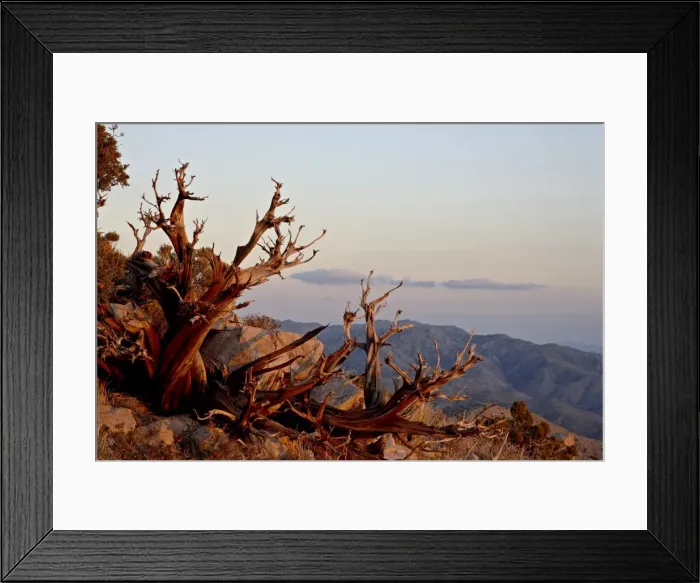 Framed Print : Juniper at sunset at Keys View, Joshua Tree National Park, California, United States of America Framed Print : Juniper at sunset at Keys View, Joshua Tree National Park, California, United States of America