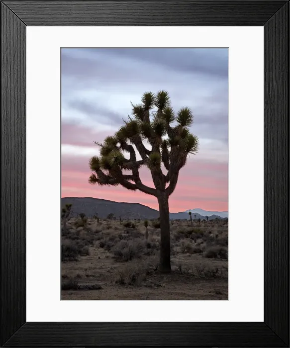 Framed Print : Joshua tree at sunset, Joshua Tree National Park, California, United States of America Framed Print : Joshua tree at sunset, Joshua Tree National Park, California, United States of America