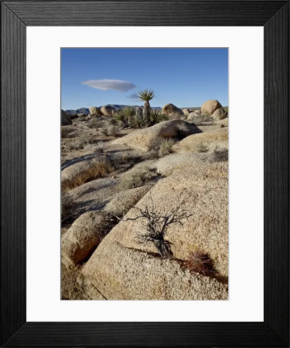 Framed Print : Typical landscape, Joshua Tree National Park, California, United States of America Framed Print : Typical landscape, Joshua Tree National Park, California, United States of America