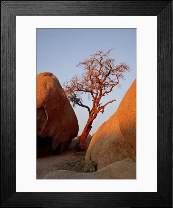 Framed Print : Bare tree among boulders at sunrise, Joshua Tree National Park, California Framed Print : Bare tree among boulders at sunrise, Joshua Tree National Park, California