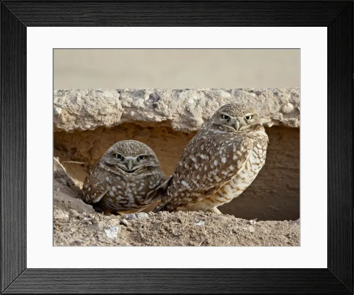 Framed Print : Burrowing owl (Athene cunicularia) pair, Salton Sea, California, United States of America Framed Print : Burrowing owl (Athene cunicularia) pair, Salton Sea, California, United States of America