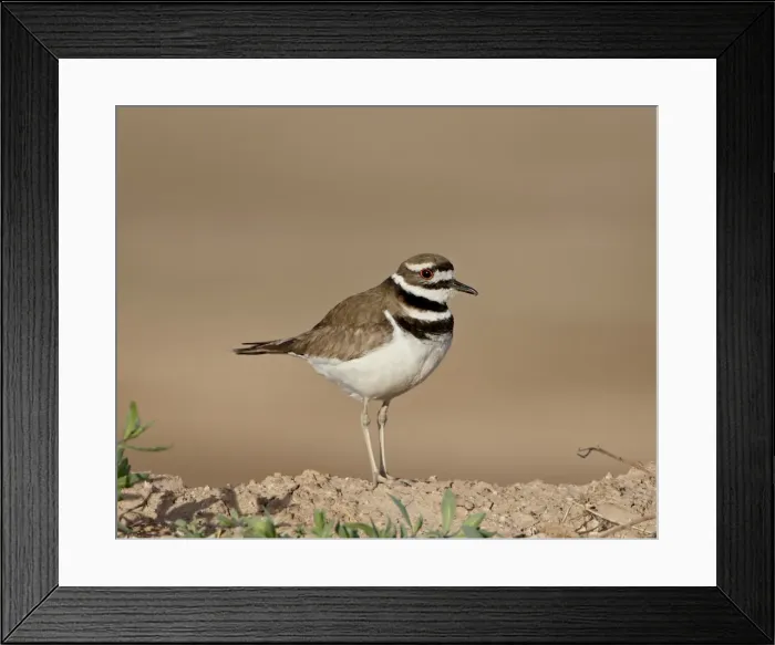 Framed Print : Killdeer (Charadrius vociferus), Salton Sea, California, United States of America Framed Print : Killdeer (Charadrius vociferus), Salton Sea, California, United States of America