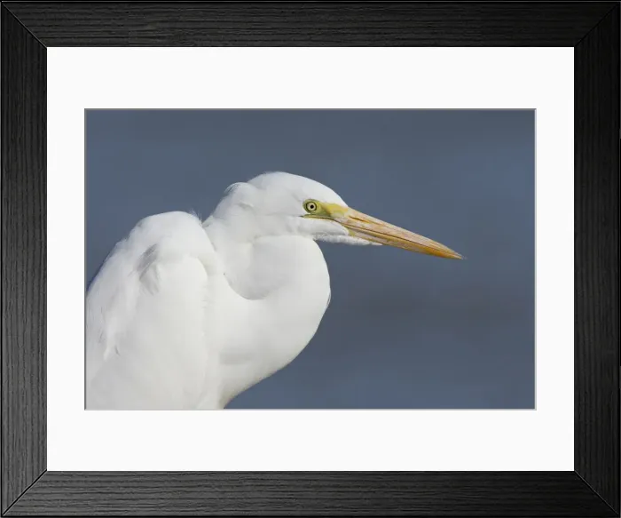Framed Print : Great egret (Ardea alba), Salton Sea, California, United States of America, North America Framed Print : Great egret (Ardea alba), Salton Sea, California, United States of America, North America