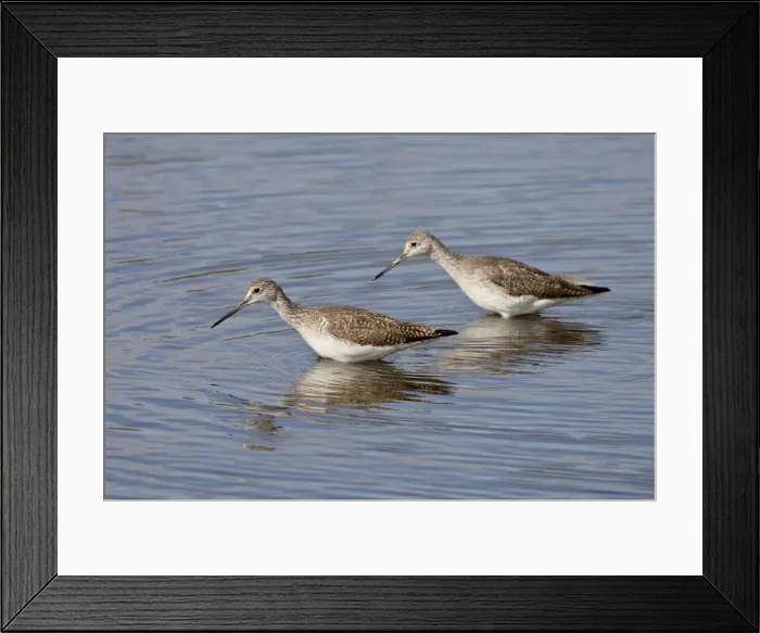 Framed Print : Two greater yellowlegs (Tringa melanoleuca), Salton Sea, California, United States of America, North Framed Print : Two greater yellowlegs (Tringa melanoleuca), Salton Sea, California, United States of America, North