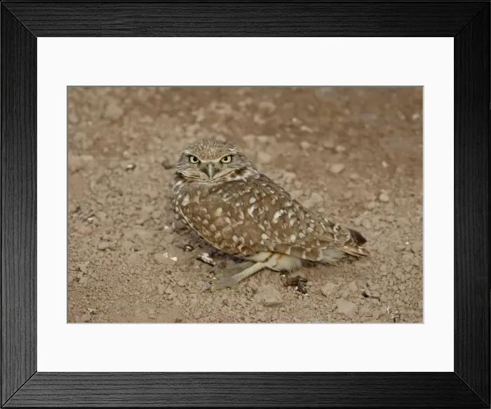 Framed Print : Burrowing owl (Athene cunicularia), Salton Sea, California, United States of America Framed Print : Burrowing owl (Athene cunicularia), Salton Sea, California, United States of America