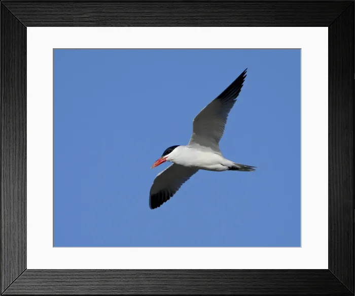 Framed Print : Caspian tern (Sterna caspia) in breeding plumage in flight, Salton Sea Framed Print : Caspian tern (Sterna caspia) in breeding plumage in flight, Salton Sea