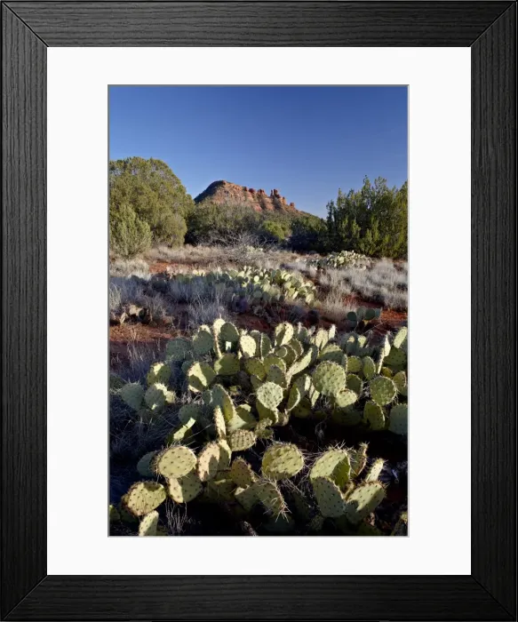 Framed Print : Prickly pear cactus and Cockscomb formation, Coconino National Forest, Arizona Framed Print : Prickly pear cactus and Cockscomb formation, Coconino National Forest, Arizona