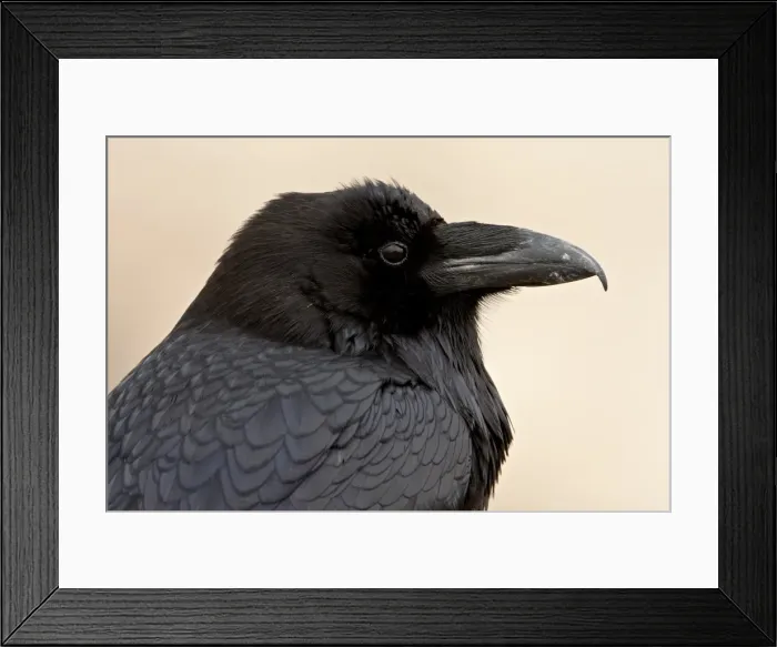 Framed Print : Common raven (Corvus corax), Petrified Forest National Park, Arizona, United States of America Framed Print : Common raven (Corvus corax), Petrified Forest National Park, Arizona, United States of America