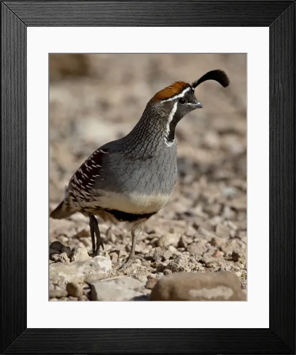 Framed Print : Male Gambel Framed Print : Male Gambel
