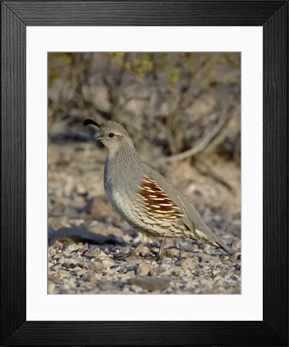Framed Print : Female Gambel Framed Print : Female Gambel