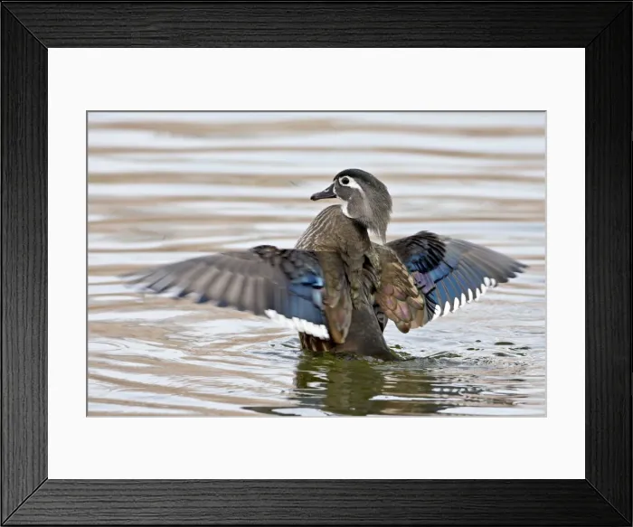 Framed Print : Female wood duck (Aix sponsa) flapping wings, Rio Grande Zoo, Albuquerque Biological Park Framed Print : Female wood duck (Aix sponsa) flapping wings, Rio Grande Zoo, Albuquerque Biological Park