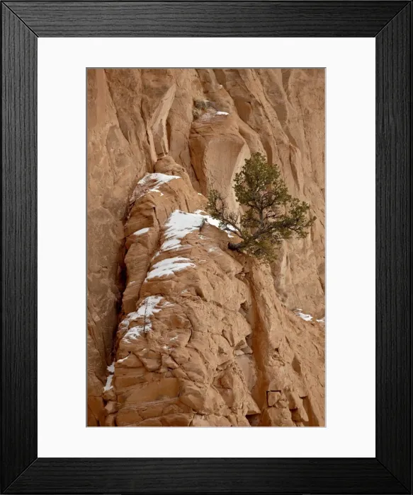 Framed Print : Lone pine on the side of a cliff near Echo Amphitheater, Carson National Forest Framed Print : Lone pine on the side of a cliff near Echo Amphitheater, Carson National Forest